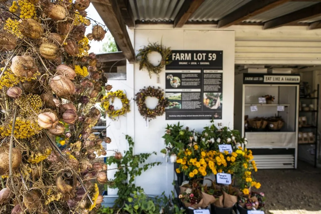 Volunteers harvesting on an organic farm